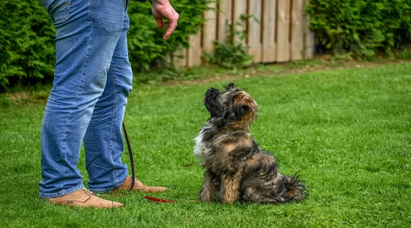 Basic Pet Training Mistakes Beginners Should Avoid Early