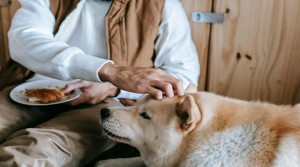 daily pet care routine morning feeding and health check