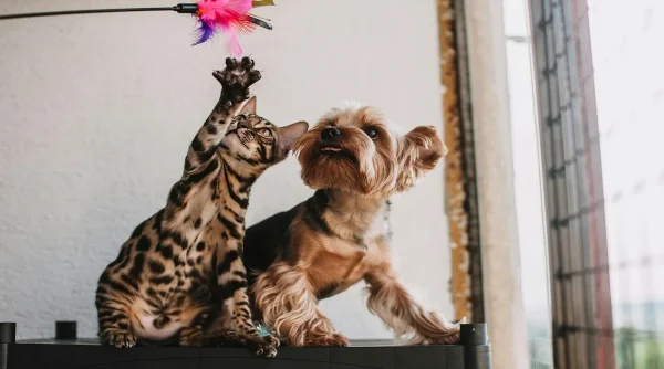Surprising Animal Facts About Pets Most Owners Don’t Know