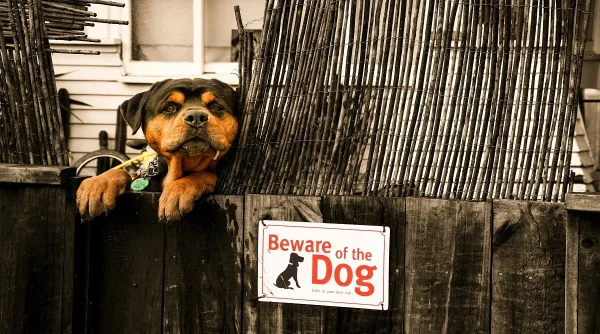 Common Pet Behavior Problems and Simple Ways to Fix Them