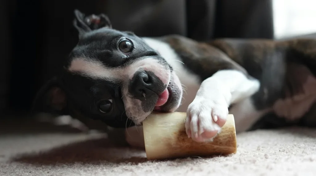 pet behavior problems destructive chewing solution