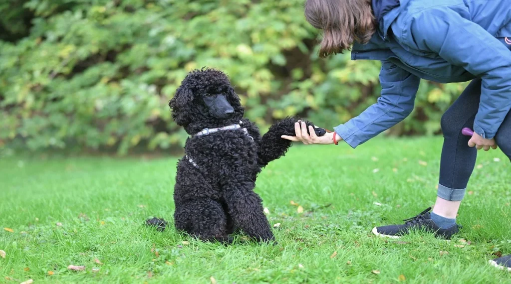 pet training mistakes corrected successful training