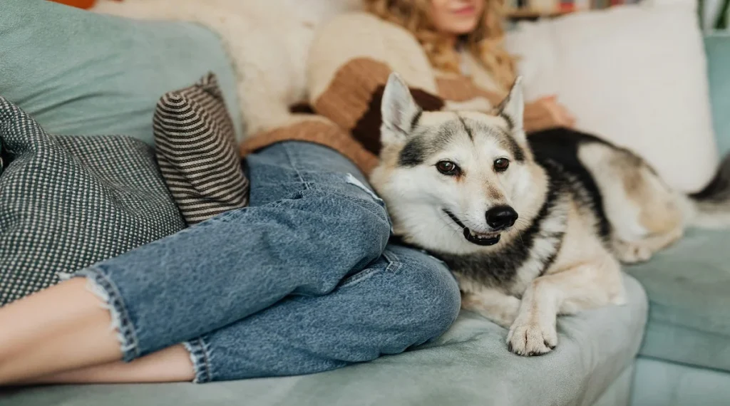 daily pet care routine evening comfort and rest
