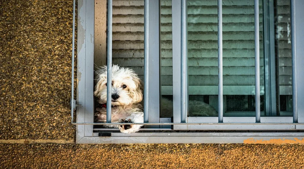 pet safety tips home proofing safety setup