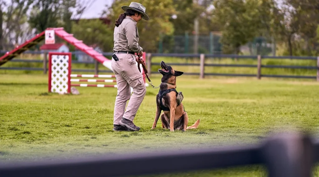 pet training tips basic command practice