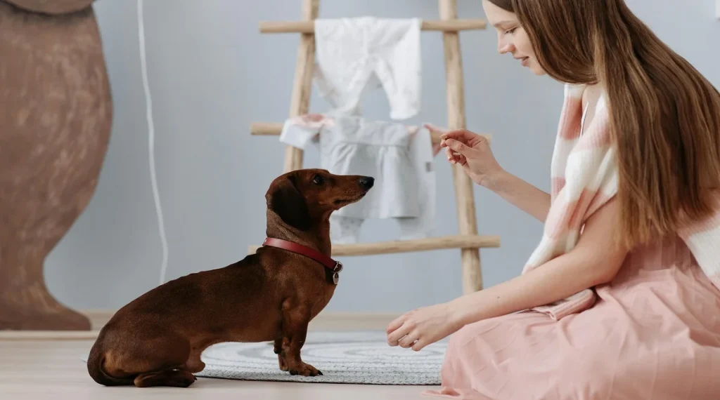 pet training mistakes long sessions avoid