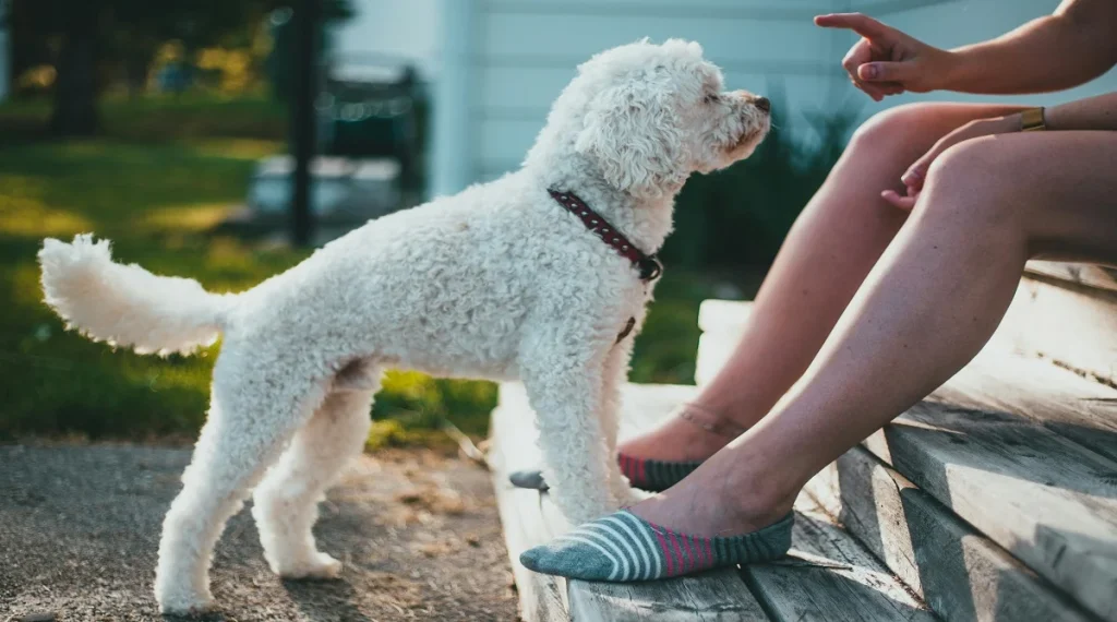 pet behavior problems improved with training