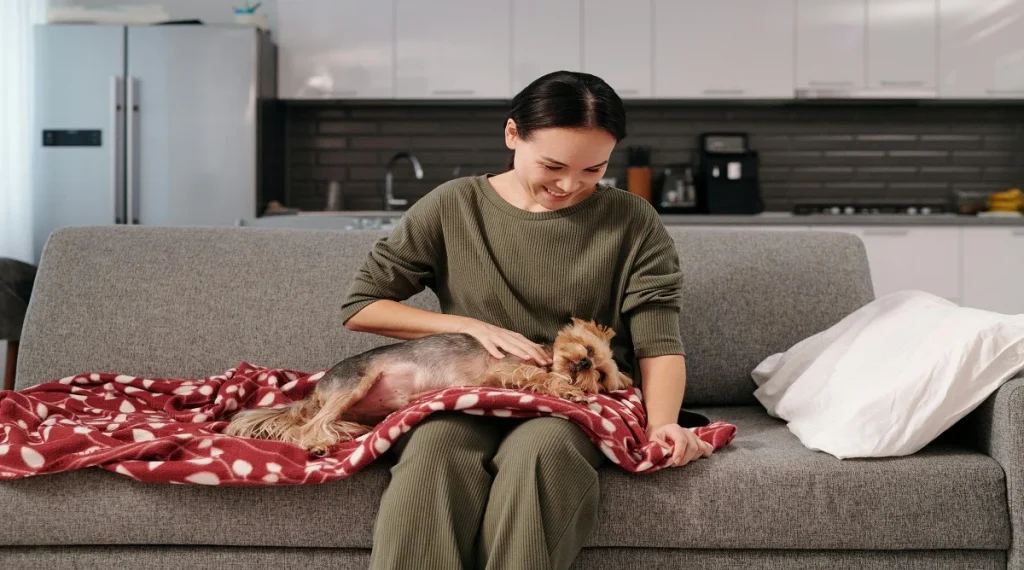 new pet guide comfortable adjustment new home