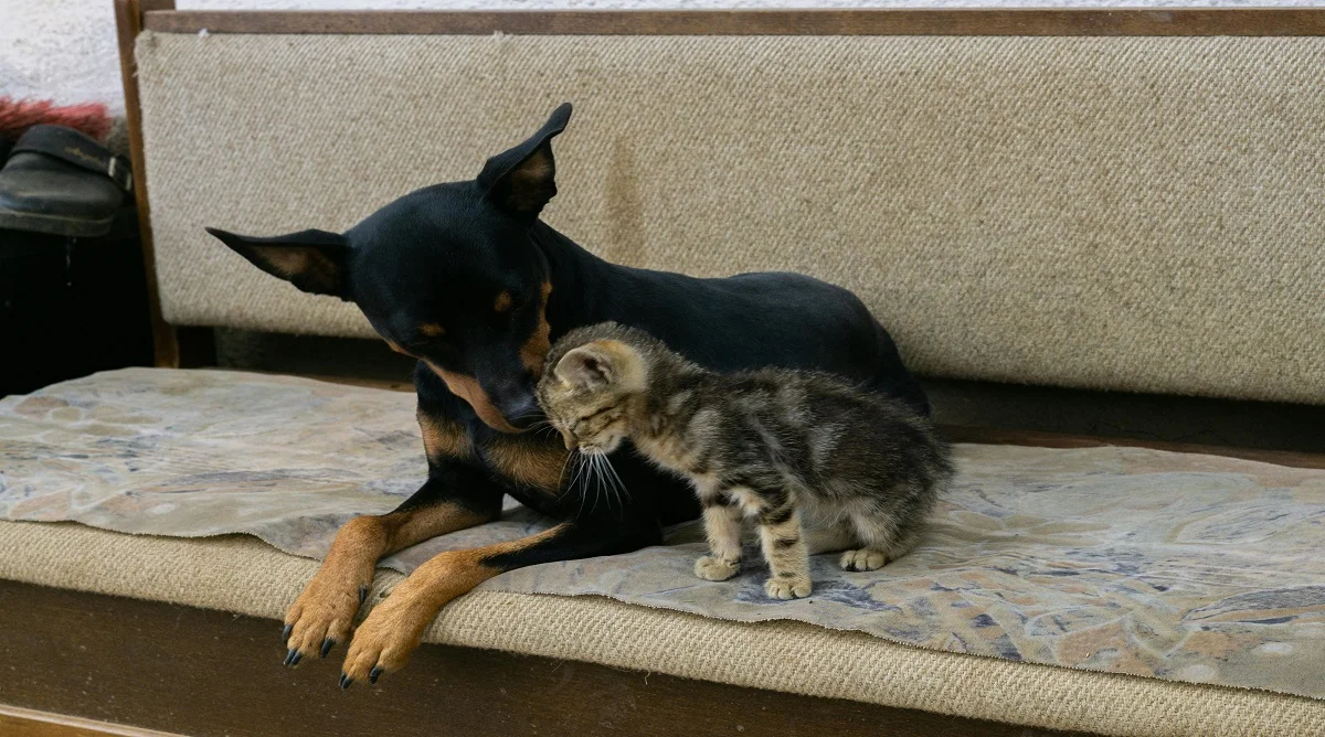 Interesting Pet Facts Every Owner Should Know About Animals