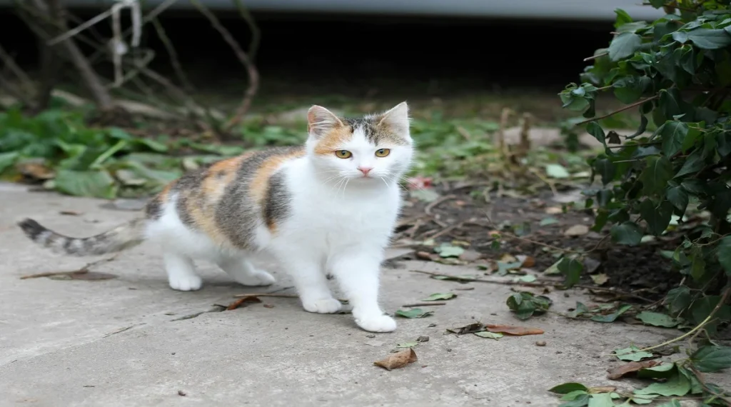 pet facts animals reacting to environment changes
