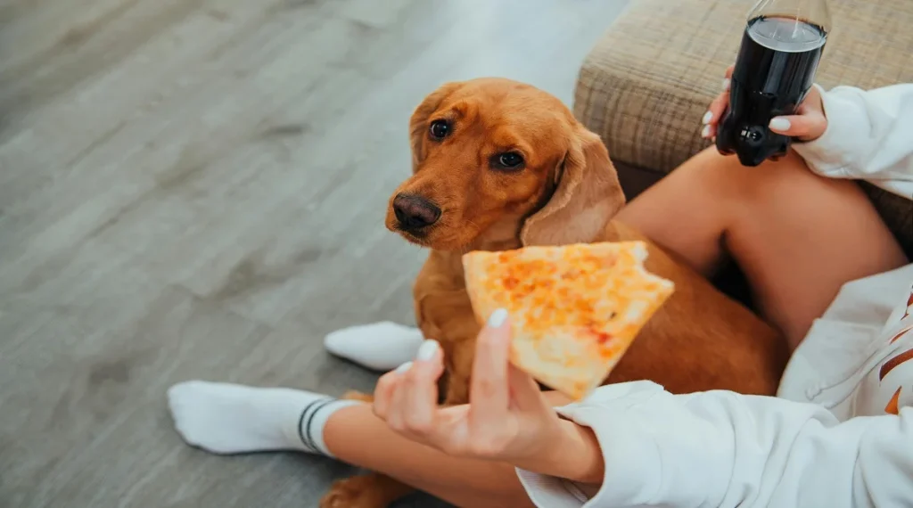 pet health signs loss of appetite warning