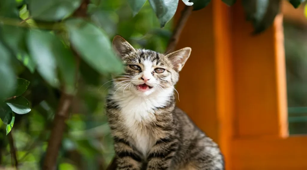 animal facts about pets recognizing voice