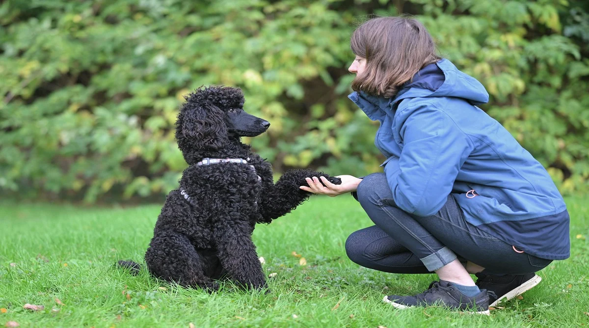 Easy Pet Training Tips for Beginners That Actually Work