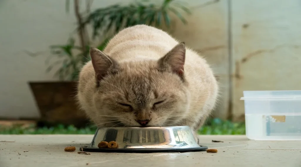 safe foods for pets portion control feeding