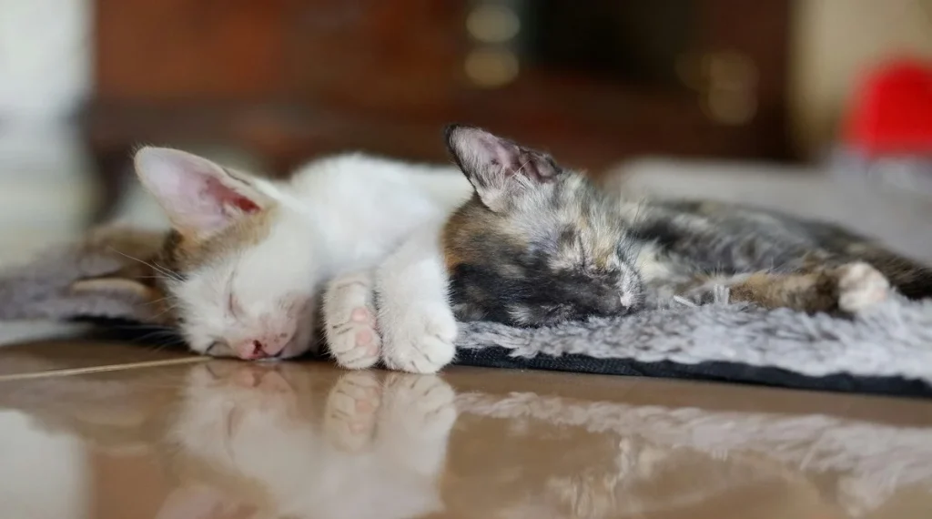 animal facts about pets sleep importance