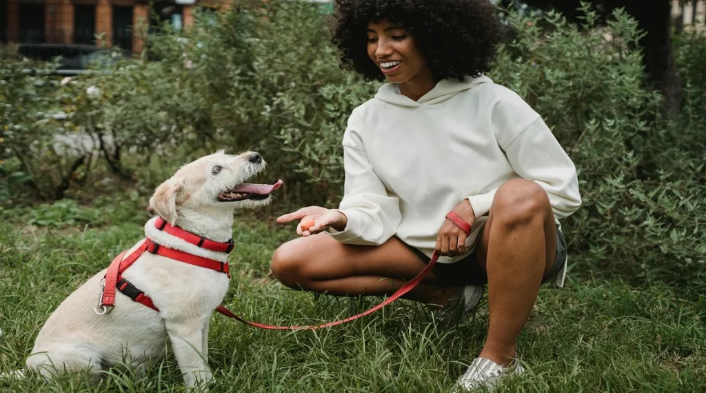 pet training tips positive reinforcement reward