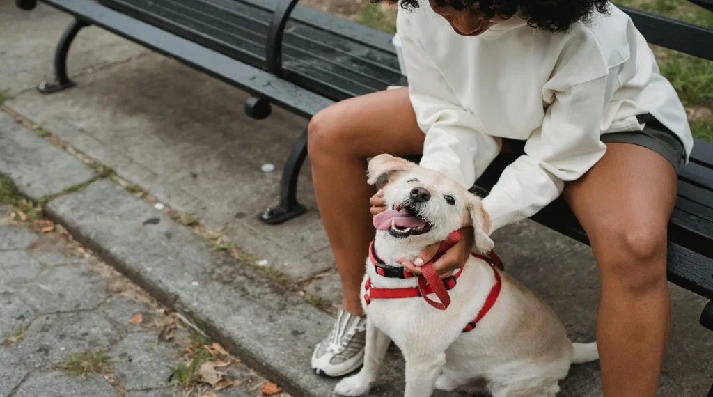 first time pet owner tips calm adjustment