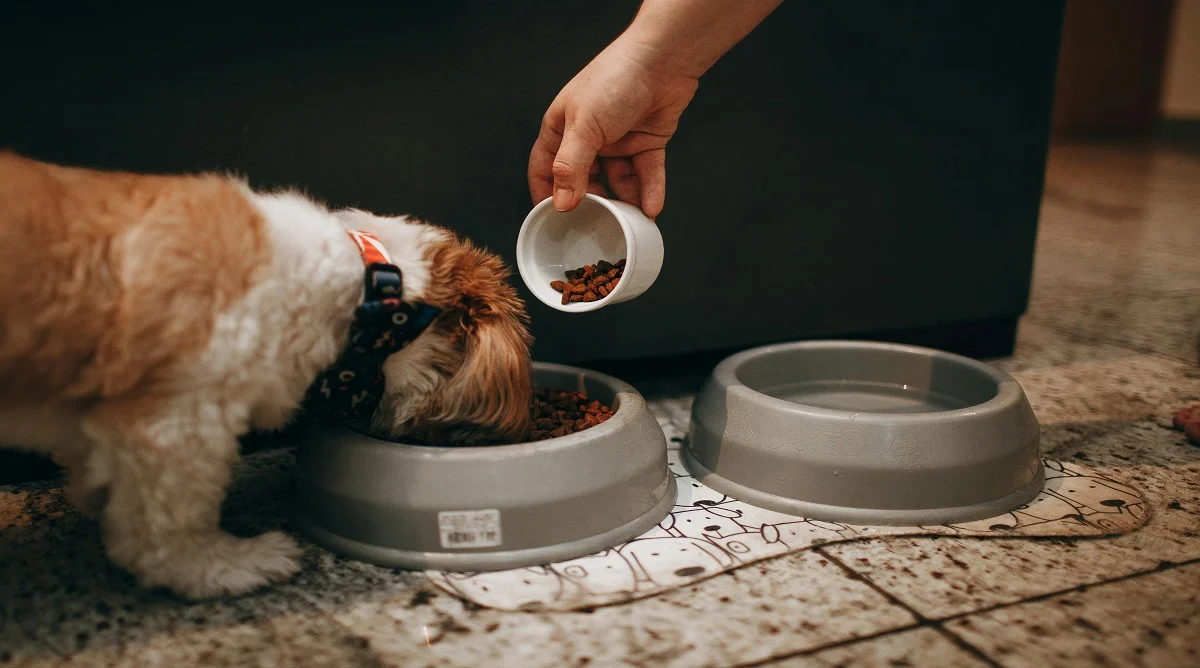Safe Foods for Pets and What Owners Should Avoid Completely