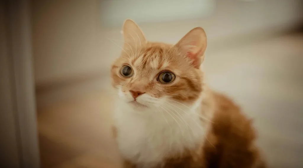 household dangers for pets electrical wires safety