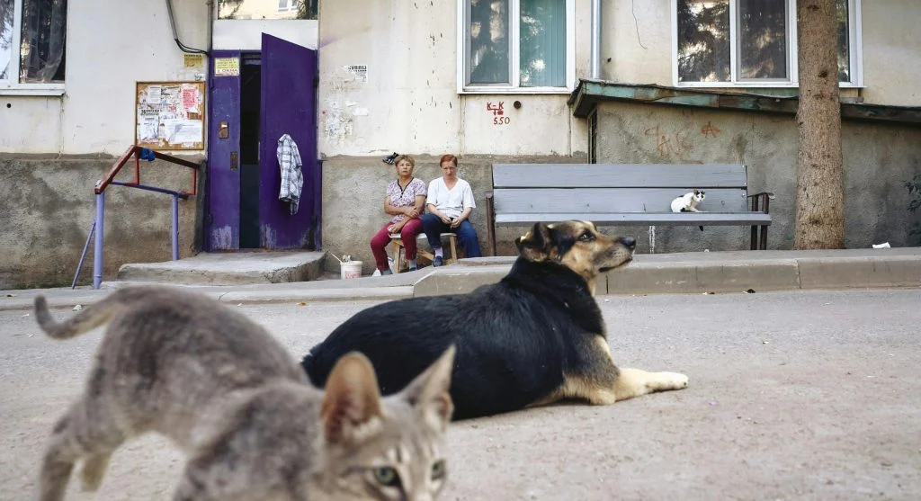 dog giving calm signals to owner