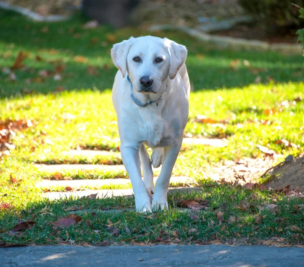 Pet owner supervising dog in backyard