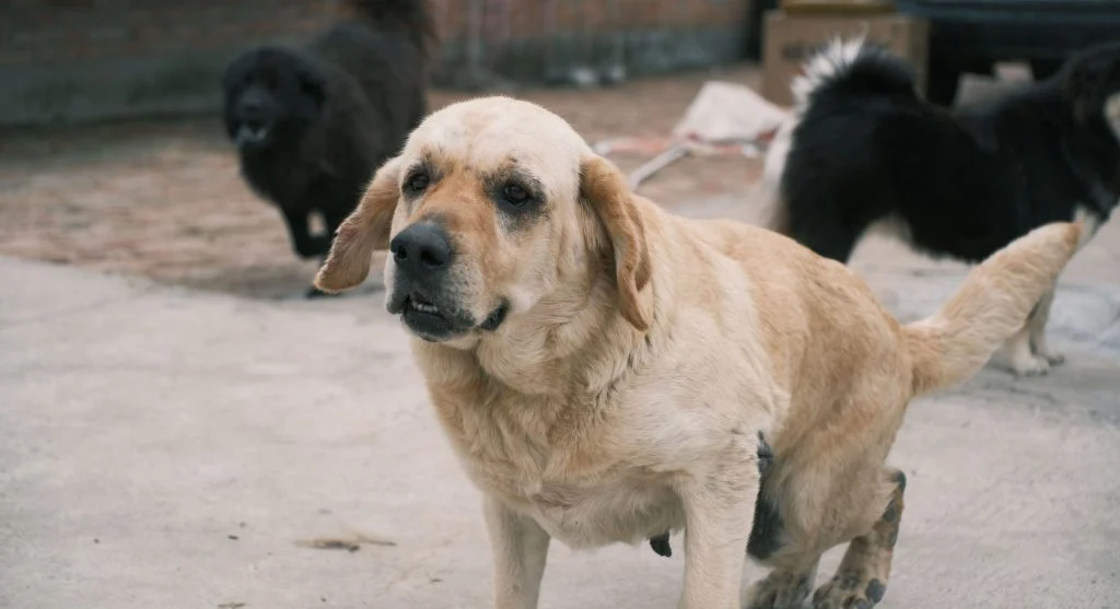 pet behavior signals eye contact meaning