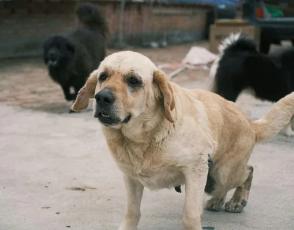 Common Pet Behaviors Explained and What They Really Mean