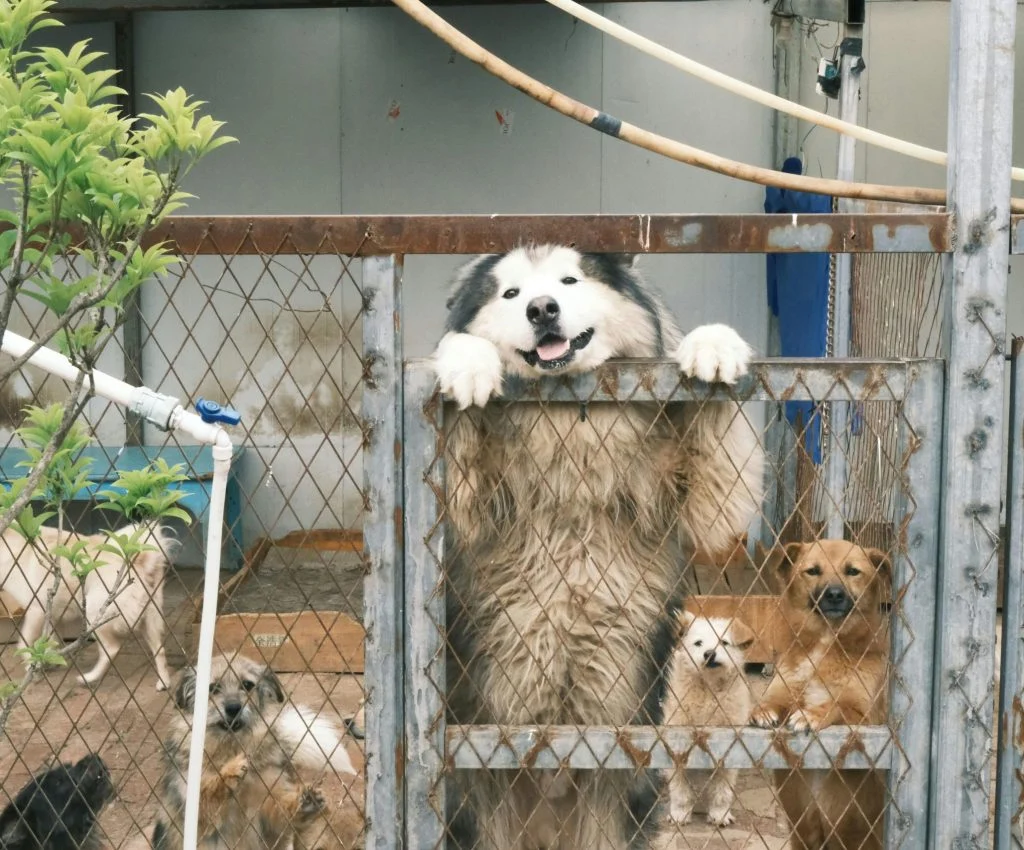 Pet safe indoors during bad weather