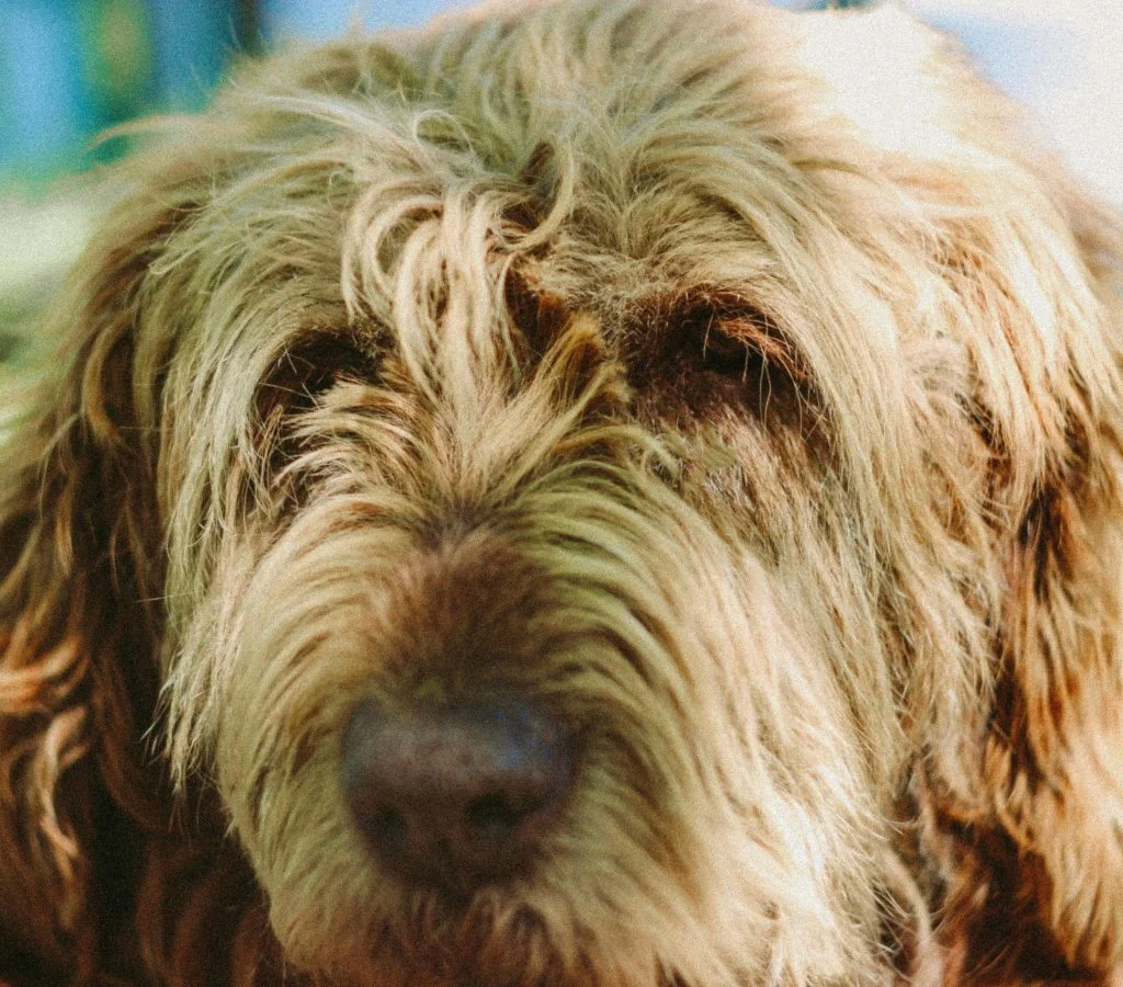A lethargic dog lying on the floor, looking unwell