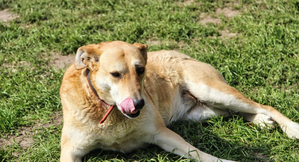 Illustration of a healthy pet with a strong immune system