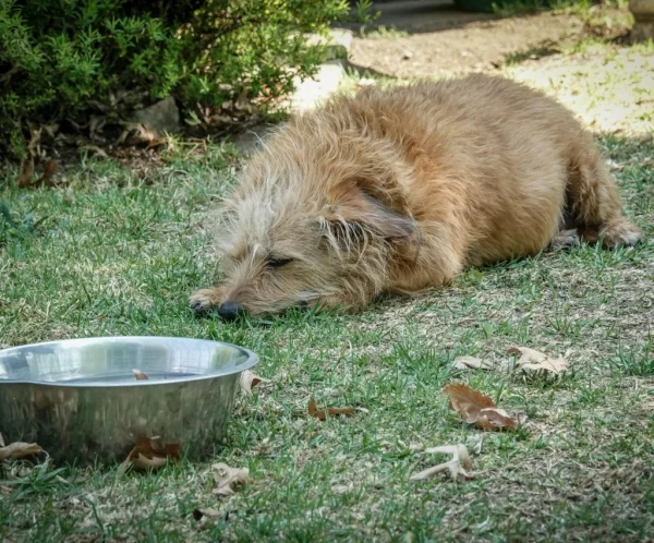 Hot Weather Pet Safety Tips Every Owner Should Follow in Summer