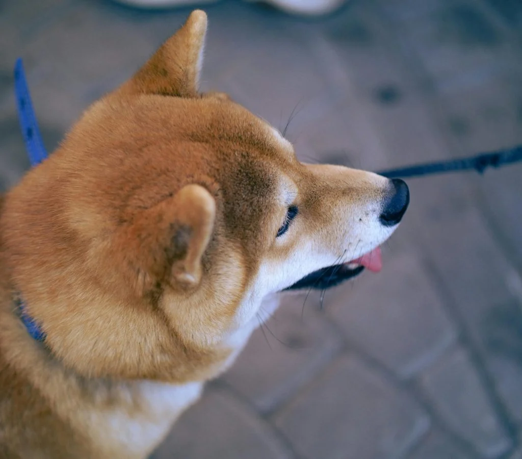 Pet travel checklist with essentials for a comfortable trip