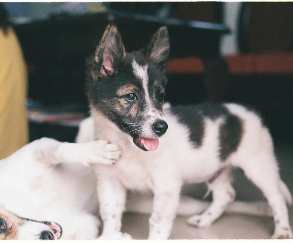 Adorable pet exploring its new surroundings within the first 24 hours of being home