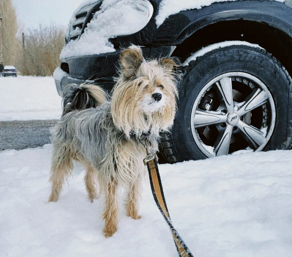 Pet staying warm and safe during cold weather