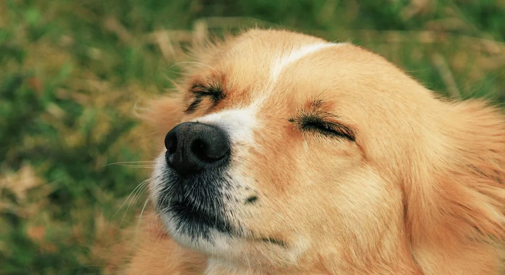 Calm pet in a relaxed environment