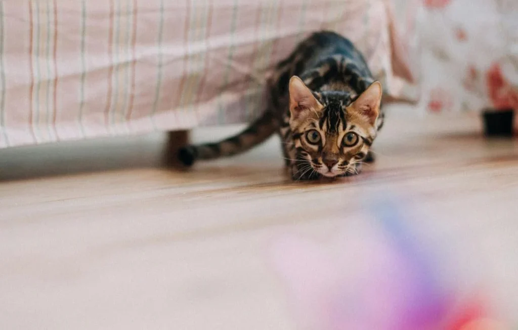 Pets playing indoors on a rainy day