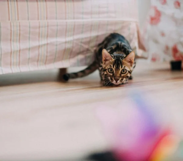 Indoor Activities to Keep Your Pet Active on Rainy Days