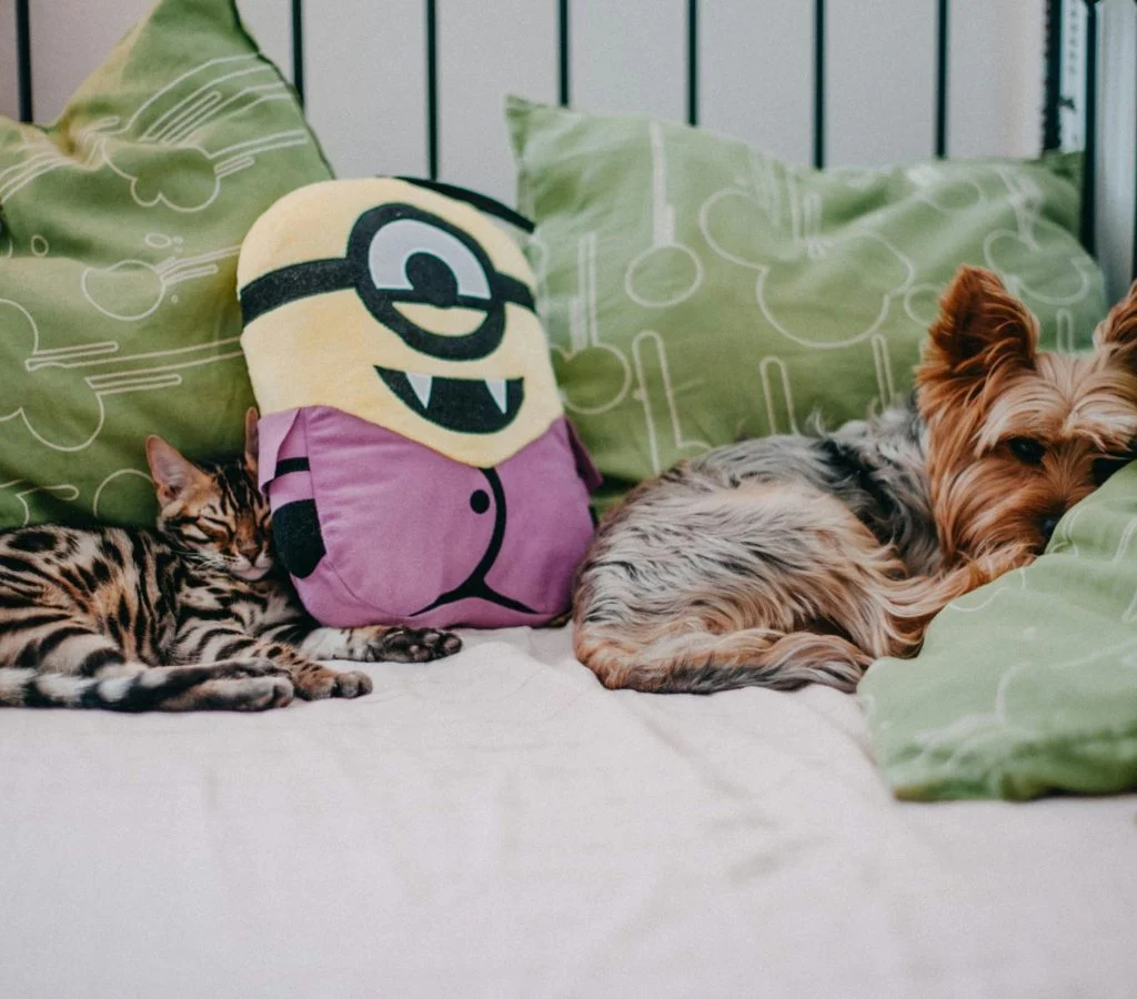 Person playing with pet indoors