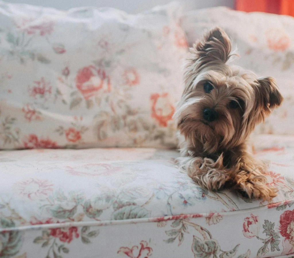Pet-friendly home with safe resting area