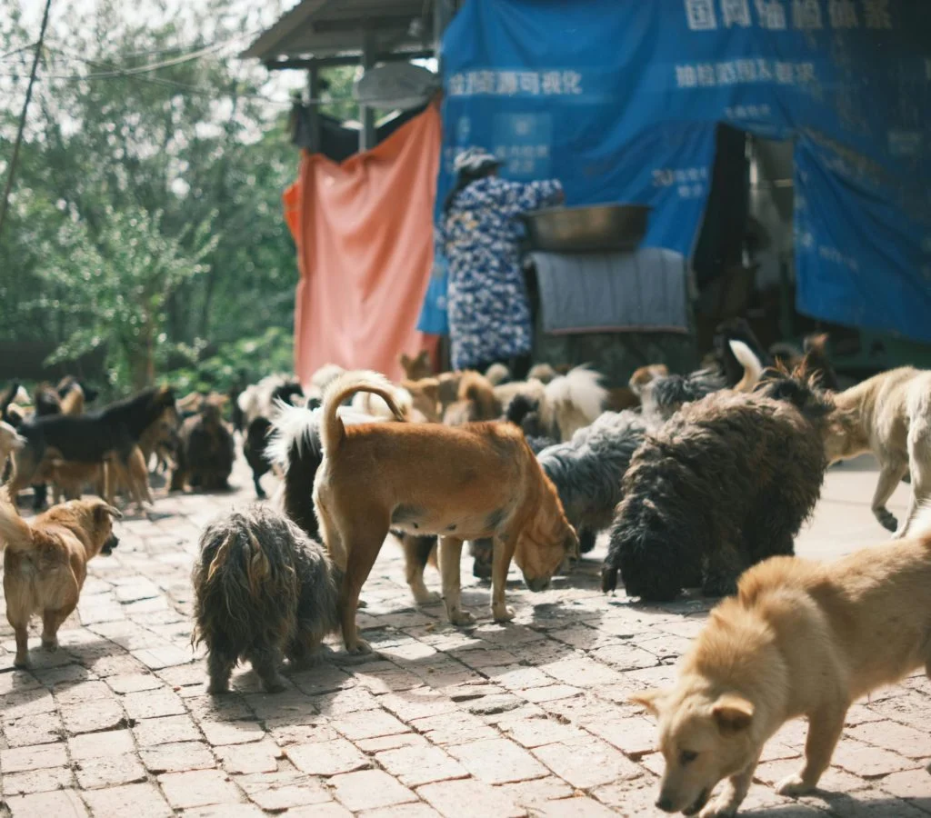 Pet care mistakes beginners make with their dogs and cats