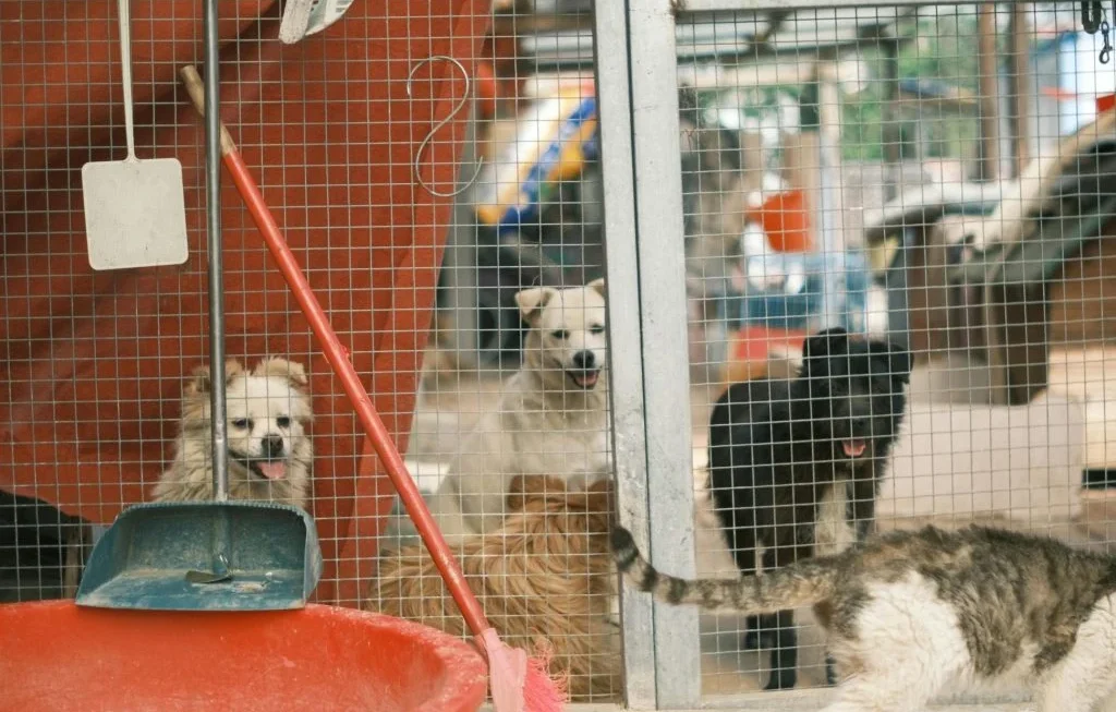 Illustration of a pet in a safe zone during severe weather