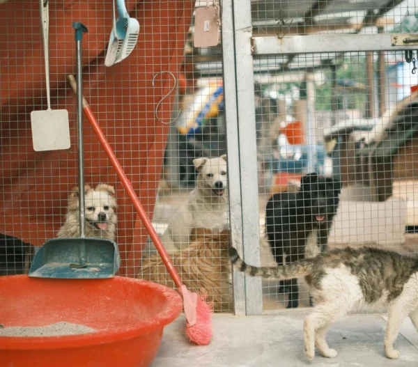 How to Protect Your Pet During Extreme Weather Conditions