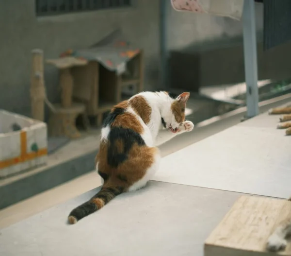 Indoor vs Outdoor Pets: Which Lifestyle Is Better for Care and Safety