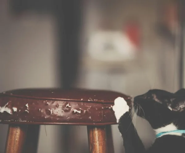 Why Pets Misbehave and Simple Ways to Correct It