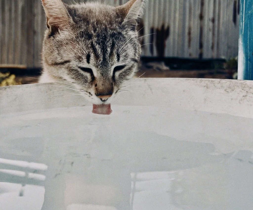 Pet drinking clean water from a bowl
