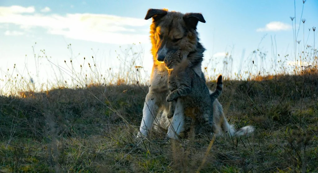 Pet owner playing with happy dog, improving bonding through proper care
