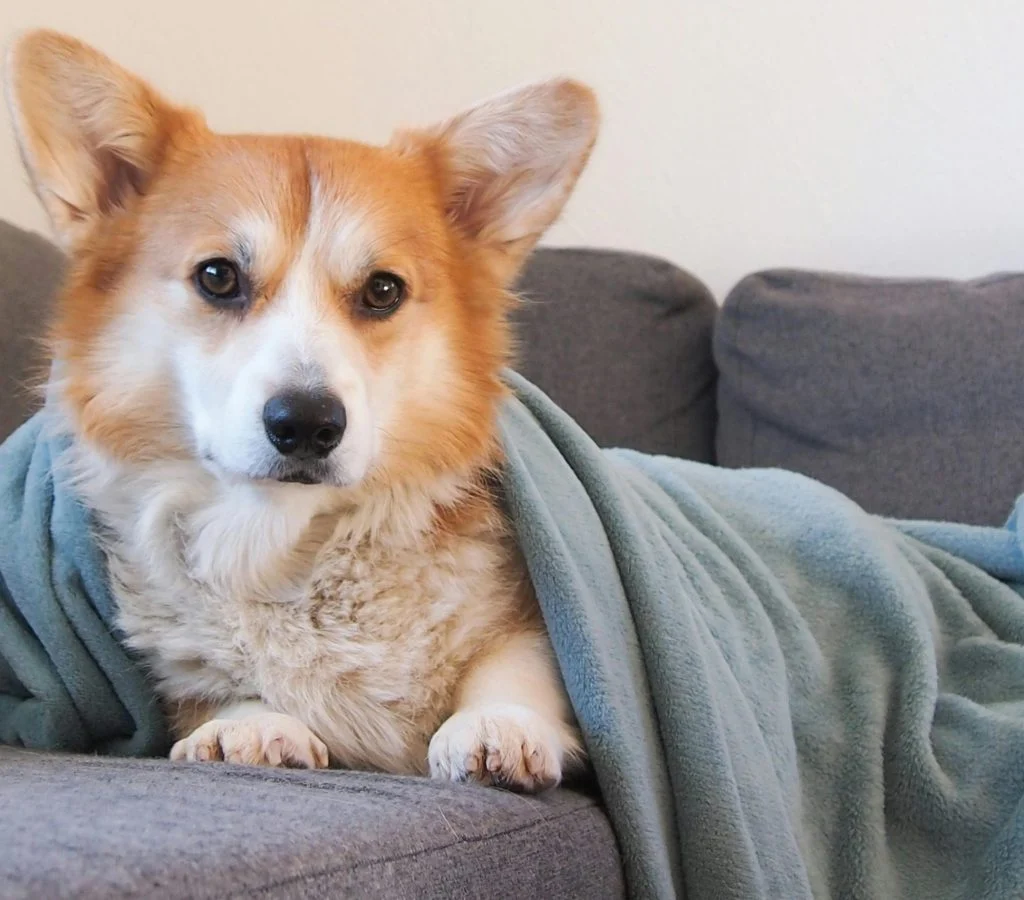 Pet curled up by a fireplace for warmth during cold weather