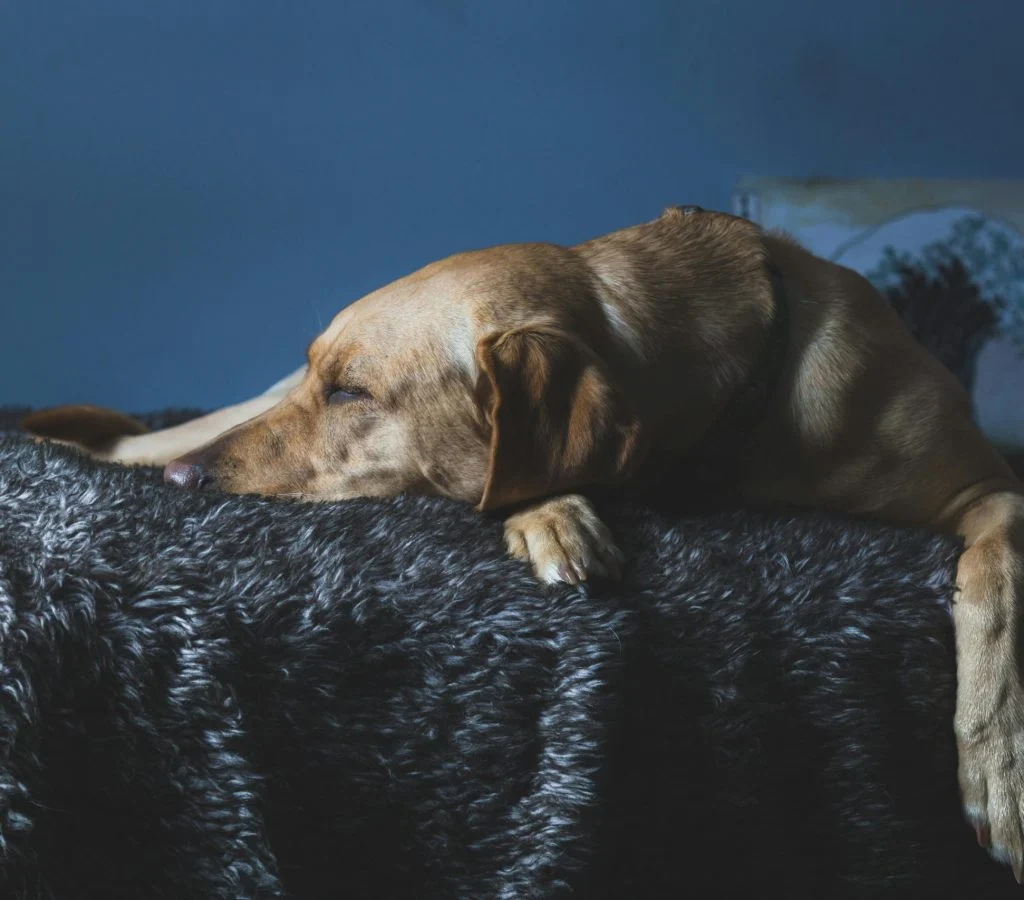 Pet curled up in warm bedding during cold weather