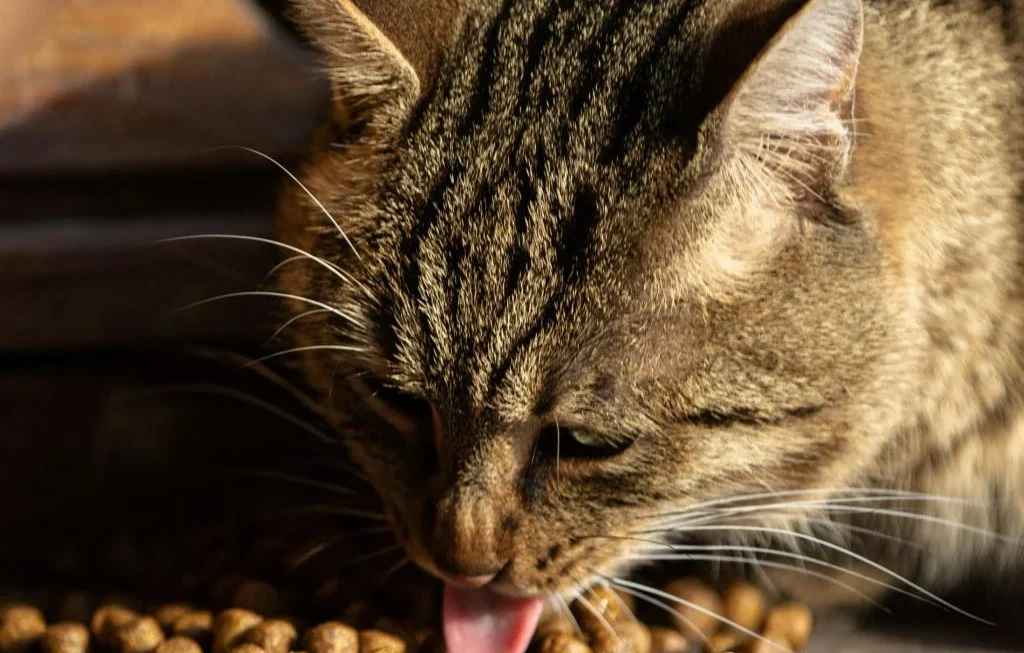 Two bowls of pet food, one with wet food and one with dry food