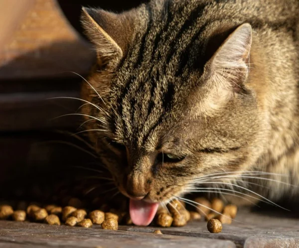 Wet vs Dry Pet Food: Which Is Better for Your Pet’s Health